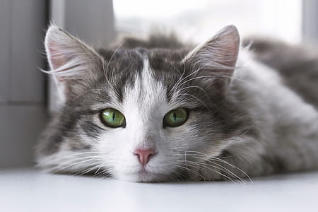 white and gray cat on white surface thumbnail