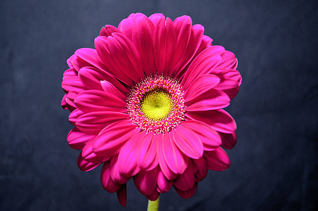 pink flower photography thumbnail
