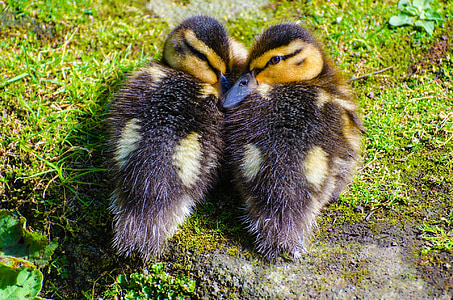 two ducklings sitting on grass during daytime close-up photo thumbnail