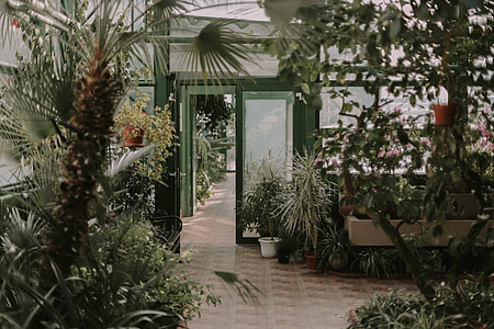 Tropical, home, glasshouse, greenhouse thumbnail