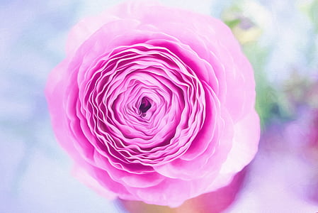 macro photography of pink petaled flower thumbnail