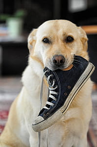 yellow Labrador retriever thumbnail