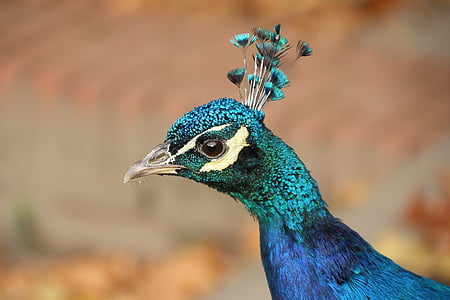 peacock head in macro shot photography thumbnail