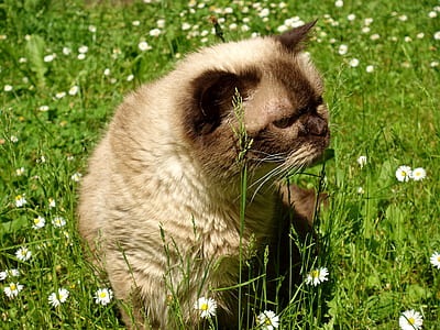 Siamese cat sitting on grass thumbnail