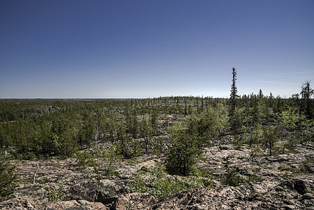 Pine Trees on the Rock on the Ingraham Trail thumbnail