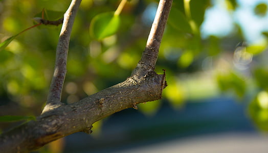 closeup photo of brown tree branch thumbnail