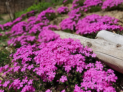 Spring Flowers thumbnail