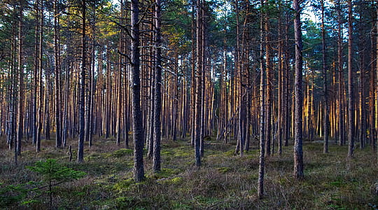 Tall Trees Photo thumbnail