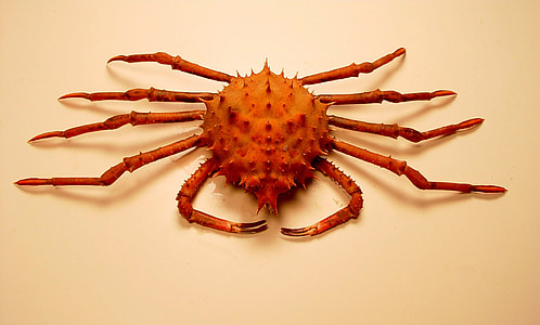 Inflated spiny crab -- Rochinia crassa thumbnail