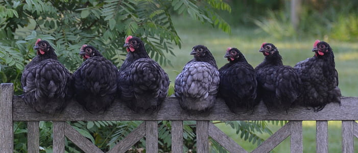 herd of black hen sitting on brown wooden fence thumbnail