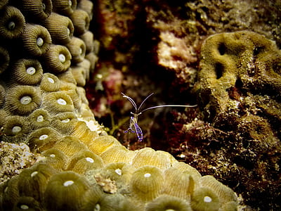 macro shot photography of coral reef thumbnail