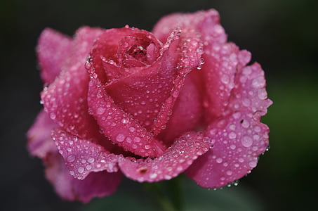 pink rose with dewdrops macro photography thumbnail