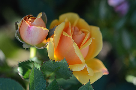 two yellow flowers thumbnail