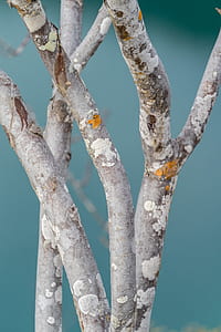 closeup photo of tree branch thumbnail