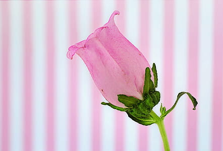 pink rose closeup photography thumbnail