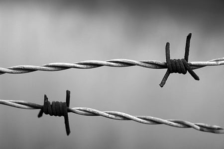 grayscale photo of barbed wires thumbnail