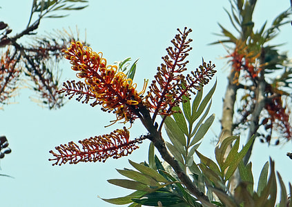 Silver Oak, Grevillea Robusta thumbnail
