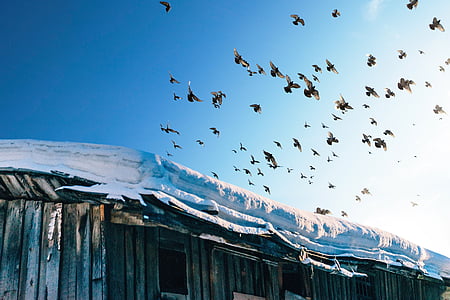 flight of birds thumbnail