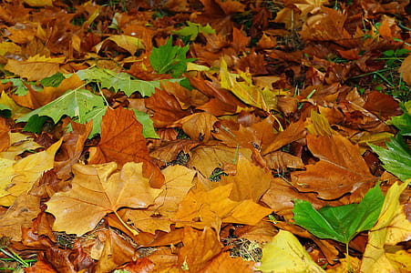 maple leaves thumbnail