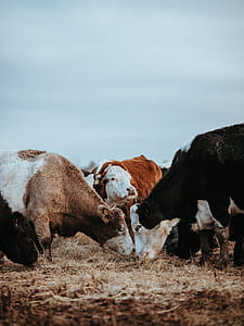group of cows on haystack fields thumbnail