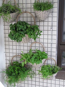 green leaf plants on gray wicker baskets thumbnail