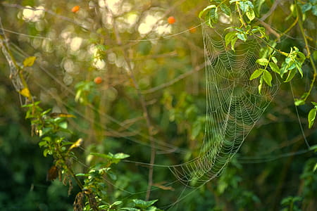 Spider Web Formed on Green Leaves thumbnail