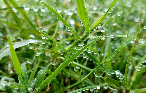 selective focus photography of wet green grasses thumbnail