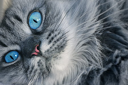 close-up photography of gray fur cat thumbnail
