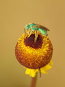 green and brown cuckoo wasp perched on yellow flower thumbnail