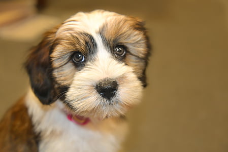 short-coated brown and white dog thumbnail