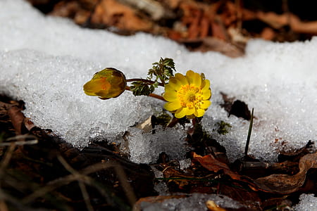 closeup photography of yellow petaled flower thumbnail