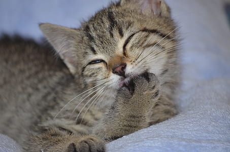 brown tabby kitten sitting on mat thumbnail