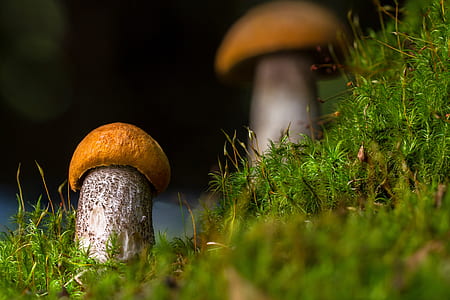 close up photo brown mushrooms thumbnail