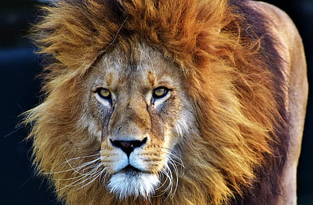 close-up photo of brown lion thumbnail