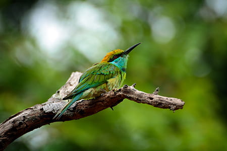 shallow focus photo of green and yellow bird thumbnail