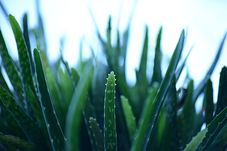 shallow focus photography of aloe vera plant thumbnail