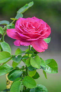 pink flowering rose plant thumbnail