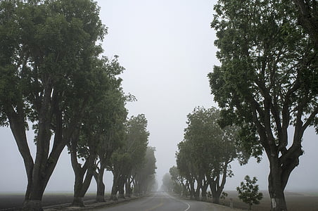 concrete road through trees thumbnail