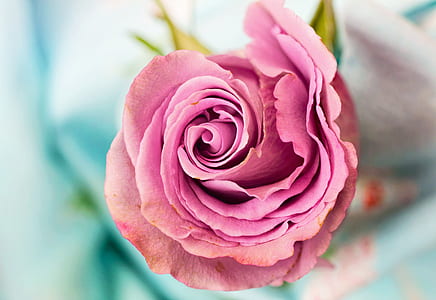 macro photography of pink flower thumbnail