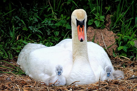 white swan sitting on brown nest thumbnail