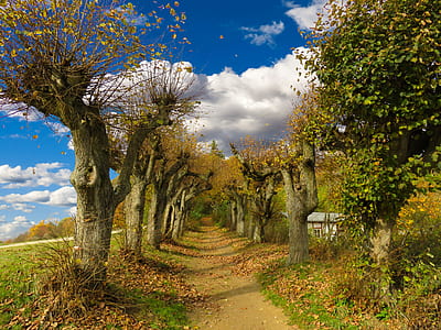 pathway between green trees under blue cloudy sky thumbnail