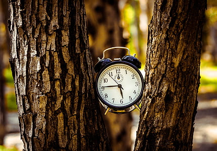 white and black twin bell alarm clock between tree trunk thumbnail