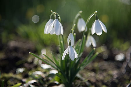 white petaled flowers with leaves thumbnail