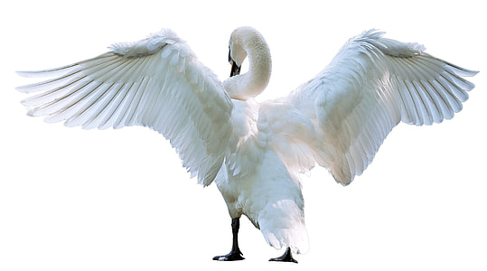 white swan spreading wing thumbnail