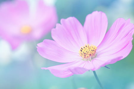 petals, blur, flower, pollen thumbnail