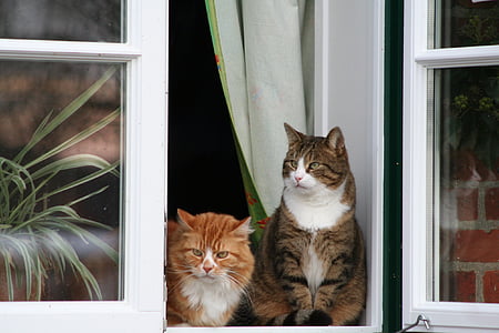 two silver and yellow tabby cats on the window thumbnail