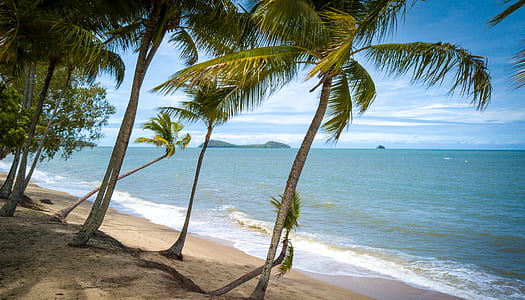 palm trees beside beach under clear blue sky thumbnail