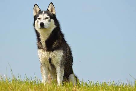 photo of white and black adult Alaskan malamute thumbnail