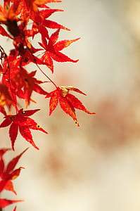 red maple leaves thumbnail