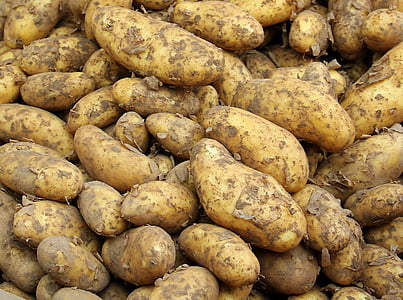 potato lot thumbnail